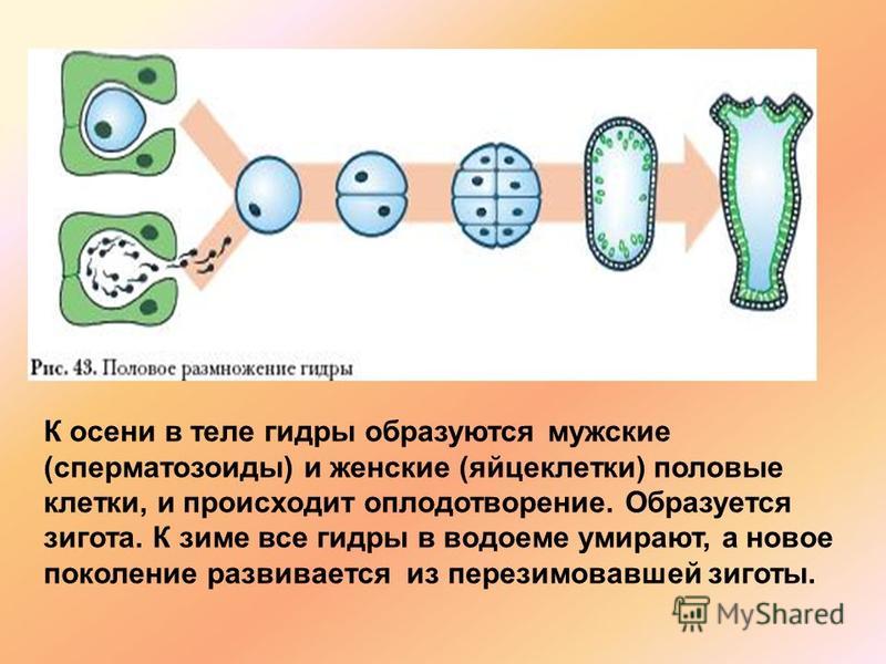 Как найти кракен в торе